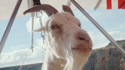 Goat Glider - Rogue. Director: Sam Brown